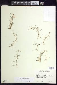 Myriophyllum tenellum image