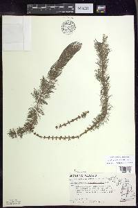 Myriophyllum heterophyllum image