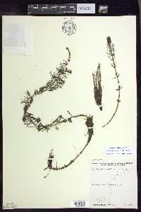 Myriophyllum sibiricum image