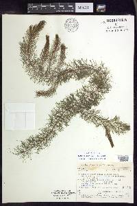 Myriophyllum farwellii image