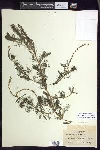 Myriophyllum spicatum image