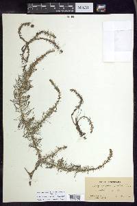 Myriophyllum pinnatum image