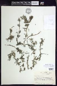 Myriophyllum spicatum image