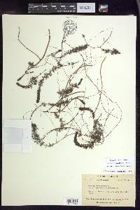 Myriophyllum sibiricum image