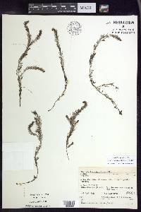 Myriophyllum alterniflorum image