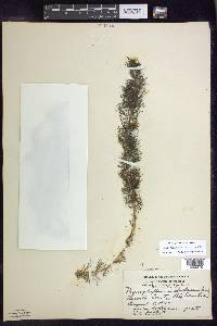 Myriophyllum sibiricum image