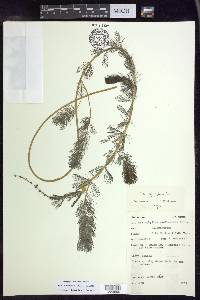 Myriophyllum spicatum image