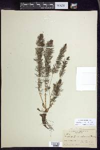 Myriophyllum sibiricum image