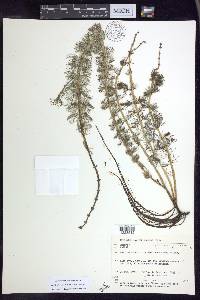 Myriophyllum sibiricum image