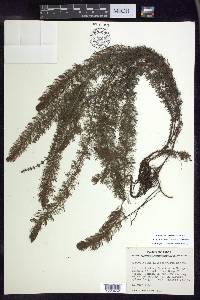 Myriophyllum heterophyllum image