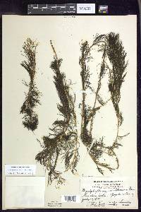 Myriophyllum sibiricum image