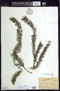 Myriophyllum heterophyllum image