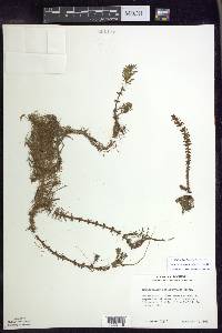 Myriophyllum heterophyllum image