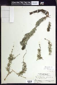 Myriophyllum sibiricum image