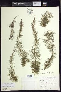 Myriophyllum heterophyllum image