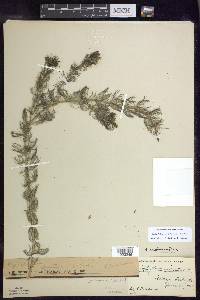 Myriophyllum sibiricum image