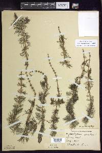 Myriophyllum sibiricum image