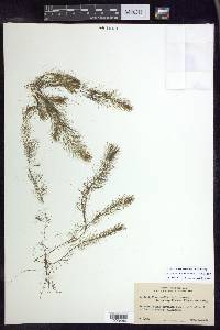 Myriophyllum humile image