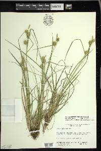 Carex viridistellata image