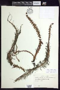 Myriophyllum heterophyllum image