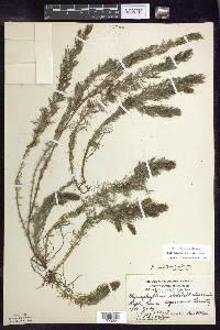 Myriophyllum sibiricum image