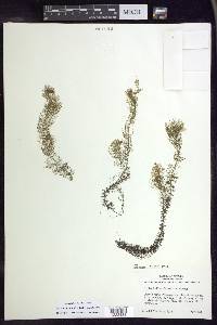 Myriophyllum farwellii image