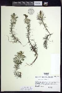 Myriophyllum verticillatum image