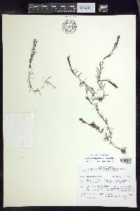 Myriophyllum sibiricum image