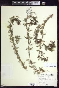 Myriophyllum spicatum image