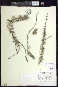 Myriophyllum heterophyllum image