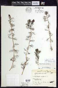 Myriophyllum spicatum image