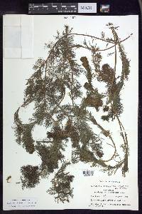 Myriophyllum spicatum image