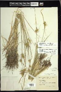 Carex viridistellata image