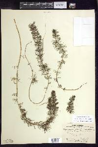 Myriophyllum sibiricum image