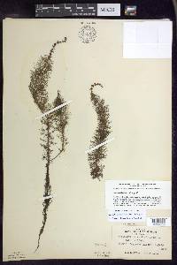 Myriophyllum verticillatum image