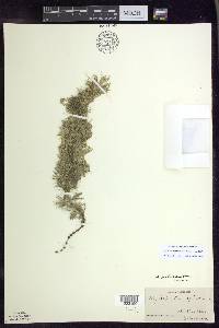 Myriophyllum sibiricum image