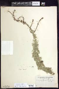 Myriophyllum heterophyllum image