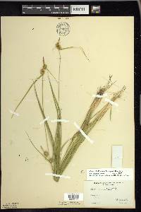 Carex viridistellata image