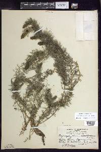 Myriophyllum sibiricum image