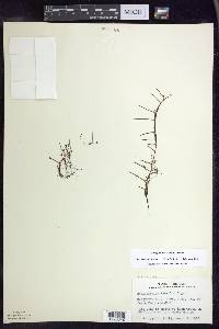 Myriophyllum tenellum image