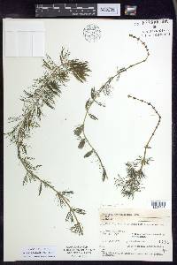 Myriophyllum sibiricum image