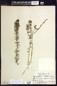 Myriophyllum sibiricum image