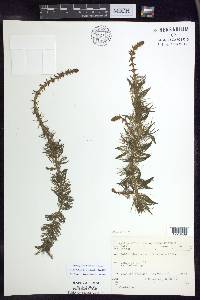 Myriophyllum heterophyllum image