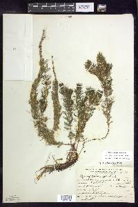 Myriophyllum sibiricum image