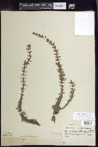 Myriophyllum heterophyllum image