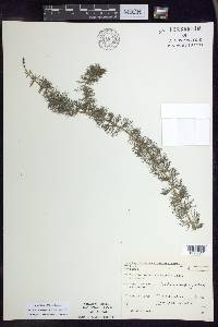 Myriophyllum sibiricum image