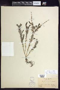 Myriophyllum sibiricum image