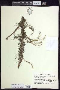 Myriophyllum pinnatum image