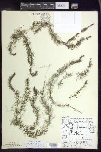 Myriophyllum farwellii image