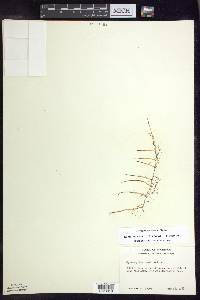 Myriophyllum tenellum image